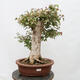 Venkovní bonsai - Javor Burgerův - Acer Burgerianum - POUZE PALETOVÁ PŘEPRAVA - 1/4