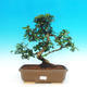 Pokojová bonsai - Carmona macrophylla PB216385 - 1/5