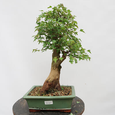 Venkovní bonsai - Javor Burgerův - Acer Burgerianum - POUZE PALETOVÁ PŘEPRAVA - 1