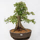 Venkovní bonsai - Javor Burgerův - Acer Burgerianum - POUZE PALETOVÁ PŘEPRAVA - 1/5