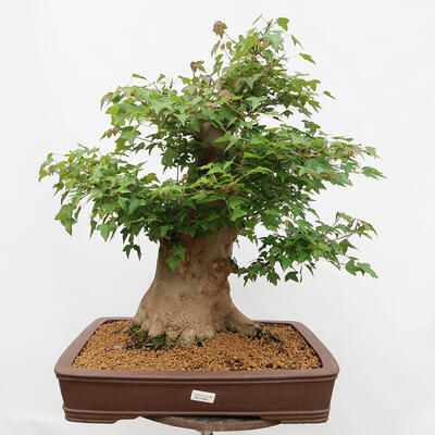 Venkovní bonsai - Javor Burgerův - Acer Burgerianum - POUZE PALETOVÁ PŘEPRAVA - 1