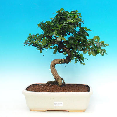 Pokojová bonsai - Carmona macrophylla PB216387 - 1