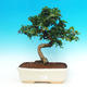 Pokojová bonsai - Carmona macrophylla PB216387 - 1/5