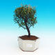 Pokojová bonsai Syzygium -Pimentovník PB217387 - 1/3