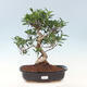 Pokojová bonsai - Ficus kimmen -  malolistý fíkus - 1/4