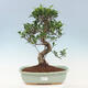 Pokojová bonsai - Ficus kimmen -  malolistý fíkus - 1/3