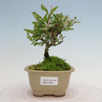 Venkovní bonsai - Ligustrum obtusifolium - Ptačí zob tupolistý - 1