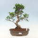Pokojová bonsai - Ficus kimmen -  malolistý fíkus - 1/4