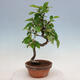 Venkovní  bonsai -  Pseudocydonia sinensis - Kdouloň čínská - 1/4