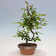 Venkovní  bonsai -  Pseudocydonia sinensis - Kdouloň čínská - 1/4