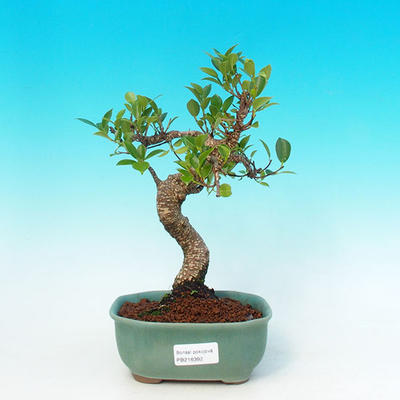 Pokojová bonsai - malolistý fíkus PB216392 - 1