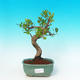 Pokojová bonsai - malolistý fíkus PB216392 - 1/2