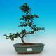 Pokojová bonsai- Hvězdice levandulová PB215393 - 1/4