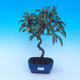 Venkovní bonsai -Malus halliana - Maloplodá jabloň - 1/4