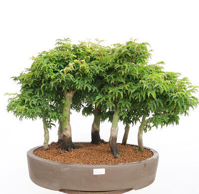 Venkovní bonsai - Acer palmatum SHISHIGASHIRA- Javor malolistý-lesík - 1