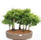 Venkovní bonsai - Acer palmatum SHISHIGASHIRA- Javor malolistý-lesík - 1/4
