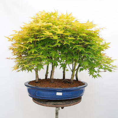 Venkovní bonsai - Acer palmatum Aureum - Javor dlanitolistý zlatý-lesík - 1