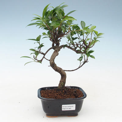 Pokojová bonsai - Ficus kimmen -  malolistý fíkus 414-PB2191393