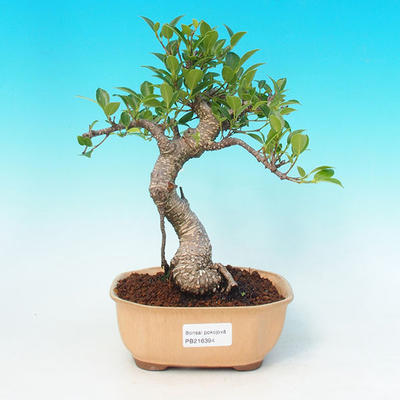 Pokojová bonsai - malolistý fíkus PB216394 - 1