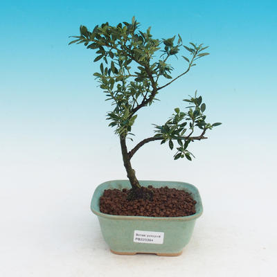 Pokojová bonsai - Cesmína - 1