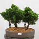 Venkovní bonsai - Cham.pis obtusa Nana Gracilis - Cypřišek-lesík - 1/4