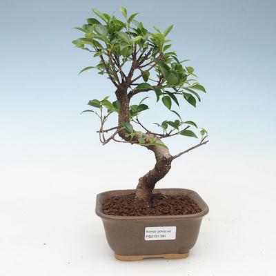 Pokojová bonsai - Ficus kimmen -  malolistý fíkus 414-PB2191394
