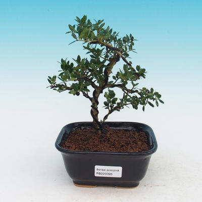 Pokojová bonsai - Cesmína - 1
