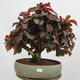 Venkovní bonsai - Corylus Avellana Red Majestic - Líska obecná - 1/4