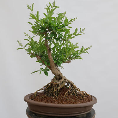 Venkovní bonsai - Ligustrum vulgare - Ptačí zob - 1