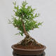 Venkovní bonsai - Ligustrum vulgare - Ptačí zob - 1/4