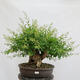 Venkovní bonsai - Ligustrum vulgare - Ptačí zob - 1/4