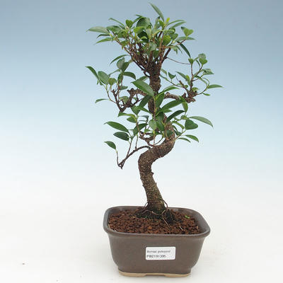 Pokojová bonsai - Ficus kimmen -  malolistý fíkus 414-PB2191395