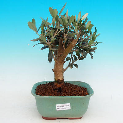 Pokojová bonsai - Oliva evropská PB215396 - 1