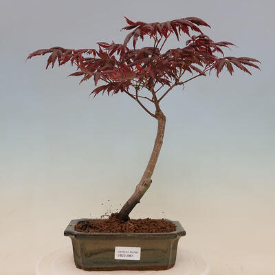 Venkovní bonsai - Acer palmatum Trompenburg - Javor červený