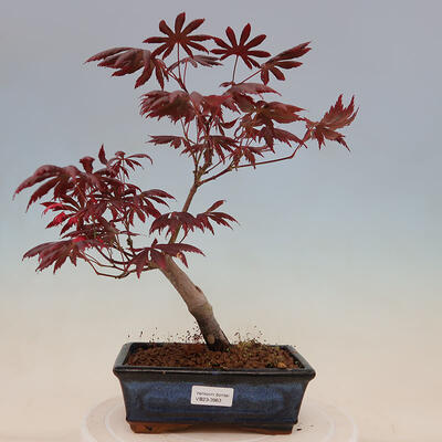Venkovní bonsai - Acer palmatum Trompenburg - Javor červený