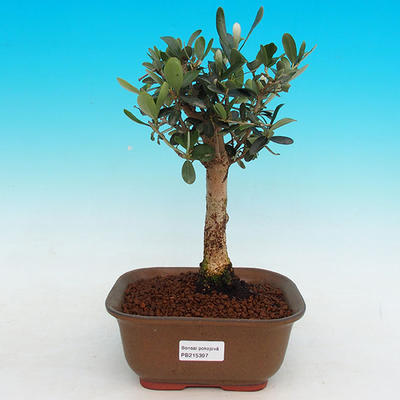 Pokojová bonsai - Oliva evropská PB215397 - 1