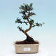 Izbová bonsai - Olea europaea sylvestris -Oliva európska drobnolistá - 1/5