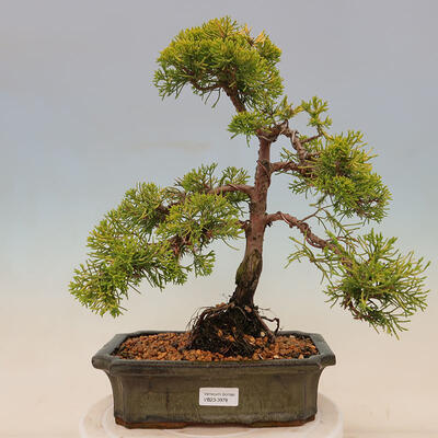 Venkovní bonsai - Juniperus chinensis plumosa aurea - Jalovec čínský zlatý - 1