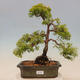 Venkovní bonsai - Juniperus chinensis plumosa aurea - Jalovec čínský zlatý - 1/4