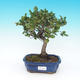 Venkovní bonsai - Quercus suber - Korkový dub - 1/4