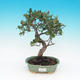 Venkovní bonsai - Quercus suber - Korkový dub - 1/4