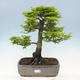 Venkovní bonsai -Javor dlanitolistý Acer palmatum Shishigashira - 1/7