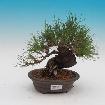Pinus densi flora- Borovice - 1