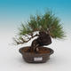 Pinus densi flora- Borovice - 1/4