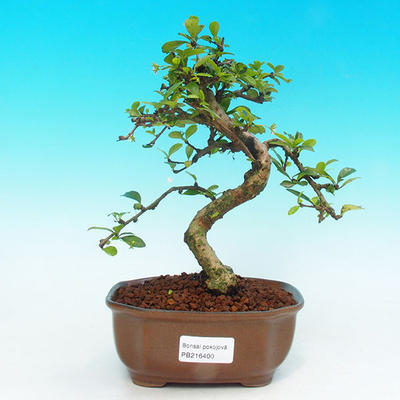 Pokojová bonsai - Carmona macrophylla PB216400 - 1