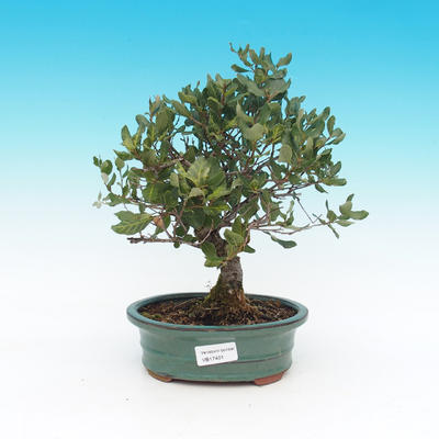 Venkovní bonsai - Quercus suber - Korkový dub - 1
