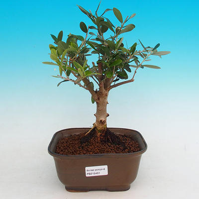 Pokojová bonsai - Oliva evropská PB215401 - 1