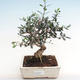 Pokojová bonsai - Olea europaea sylvestris -Oliva evropská drobnolistá - 1/5