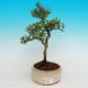 Pokojová bonsai - strom tisíce hvězd -PB215403 - 1/4