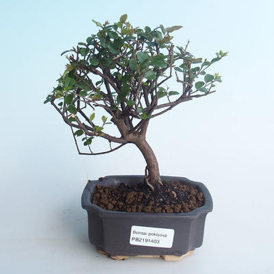 Pokojová bonsai - Sagerécie thea - Sagerécie thea 414-PB2191403 - 1